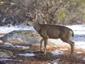 Black-tailed deer in the winter Royalty Free Stock Photo