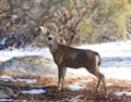 Black-tailed deer in the winter Royalty Free Stock Photo