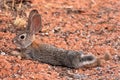 Black Tailed Desert Jack Rabbit Royalty Free Stock Photo