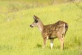 Black-tailed doe Royalty Free Stock Photo