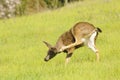 Black-tailed doe Royalty Free Stock Photo
