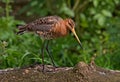 Black Tailed Godwit Royalty Free Stock Photo