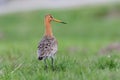 Black-tailed Godwit Royalty Free Stock Photo