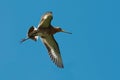 Black-tailed godwit Royalty Free Stock Photo