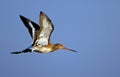 Black tailed Godwit Royalty Free Stock Photo