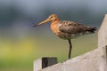 Black tailed godwit Royalty Free Stock Photo