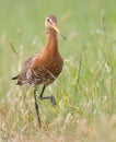 Black tailed godwit Royalty Free Stock Photo