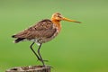 Black-tailed Godwit