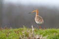 Black tailed godwit