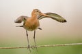 Black-tailed godwit Royalty Free Stock Photo