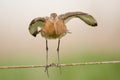 Black-tailed godwit