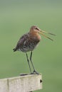Black-tailed Godwit Royalty Free Stock Photo