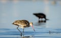 Black-tailed godwit Royalty Free Stock Photo