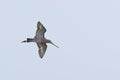 Black-tailed godwit in flight Royalty Free Stock Photo
