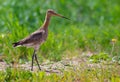 Black-tailed godwit goes on the meadow with careful attention