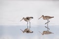 Black tailed godwit on lake with reflection