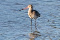 Black-tailed godwit Limosa haemastica, caradriform bird of the Scolopacidae family. One of Largest and most showy European Royalty Free Stock Photo