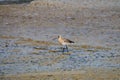 Black-tailed godwit along the banks of the Rio Sado, Portugal