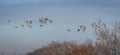 Birds -  Black-tailed Godwit, Limosa limosa Royalty Free Stock Photo