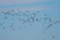 Birds -  Black-tailed Godwit, Limosa limosa Royalty Free Stock Photo