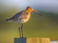 Black-tailed Godwit Royalty Free Stock Photo