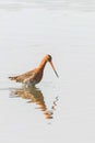 Black Tailed Godwit Limosa limosa Wader Bird Foraging in shallow water Royalty Free Stock Photo