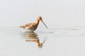 Black Tailed Godwit Limosa limosa Wader Bird Foraging in shallow water Royalty Free Stock Photo