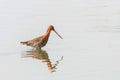 Black Tailed Godwit Limosa limosa Wader Bird Foraging in shallow water Royalty Free Stock Photo