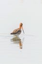 Black Tailed Godwit Limosa limosa Wader Bird Foraging in shallow water Royalty Free Stock Photo