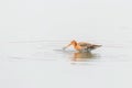 Black Tailed Godwit Limosa limosa Wader Bird Foraging in shallow water Royalty Free Stock Photo