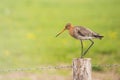 Black-tailed Godwit (Limosa limosa) Royalty Free Stock Photo
