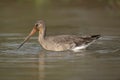 Black-Tailed Godwit or Limosa Limosa