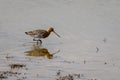 Black-tailed godwit (Limosa limosa Royalty Free Stock Photo