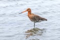 Black Tailed Godwit Limosa limosa Wader Bird Foraging in shallow water Royalty Free Stock Photo