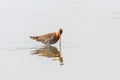 Black Tailed Godwit Limosa limosa Wader Bird Foraging in shallow water Royalty Free Stock Photo