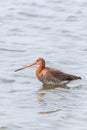 Black Tailed Godwit Limosa limosa Wader Bird Foraging in shallow water Royalty Free Stock Photo