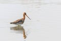 Black Tailed Godwit Limosa limosa Wader Bird Foraging in shallow water Royalty Free Stock Photo