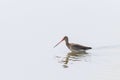 Black Tailed Godwit Limosa limosa Wader Bird Foraging in shallow water Royalty Free Stock Photo