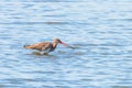 Black Tailed Godwit Limosa limosa Wader Bird Foraging in shallow water Royalty Free Stock Photo