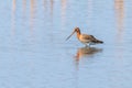 Black Tailed Godwit Limosa limosa Wader Bird Foraging in shallow water Royalty Free Stock Photo