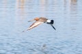 Black Tailed Godwit Limosa limosa Wader Birds in Flight Royalty Free Stock Photo