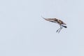 Black Tailed Godwit Limosa limosa Wader Birds in Flight Royalty Free Stock Photo