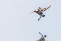 Black Tailed Godwit Limosa limosa Wader Birds in Flight Royalty Free Stock Photo