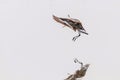 Black Tailed Godwit Limosa limosa Wader Birds in Flight Royalty Free Stock Photo