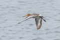 Black Tailed Godwit Limosa limosa Wader Birds in Flight Royalty Free Stock Photo