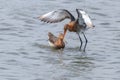 Black Tailed Godwit Limosa limosa Wader Birds Foraging in shallow water Royalty Free Stock Photo