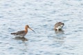 Black Tailed Godwit Limosa limosa Wader Birds Foraging in shallow water Royalty Free Stock Photo