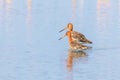 Black Tailed Godwit Limosa limosa Wader Birds Foraging in shallow water Royalty Free Stock Photo