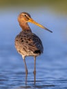 Black tailed Godwit looking backward