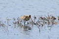 Black-tailed Godwit is looking for food in the swamp in the spring Royalty Free Stock Photo